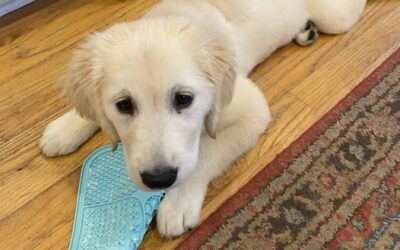Finding Connection Through My Golden Retriever Puppy, Grace