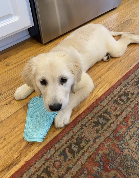 Finding Connection Through My Golden Retriever Puppy, Grace